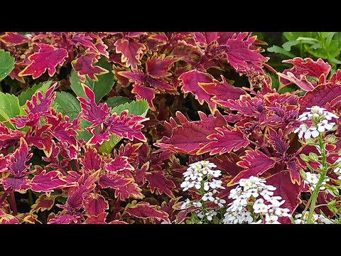 Видео: Колеусы. По горячим следам про названия.