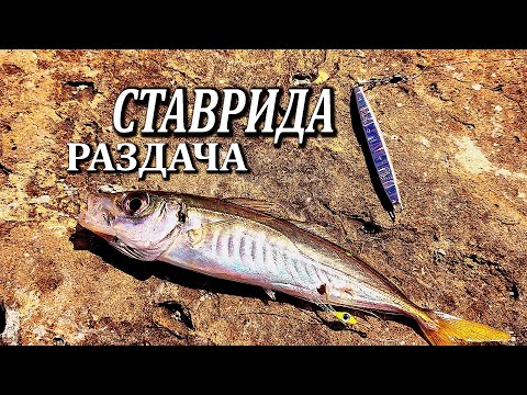 Видео: 🔴Ставрида ДАЛА ЖАРУ. ПОПАЛ НА ДНЕВНУЮ РАЗДАЧУ. Морская Рыбалка на Пилькер.