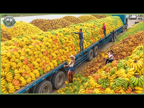 Видео: Огромный урожай 2025 года: как фермеры собирают миллиарды тонн фруктов и овощей за несколько часов