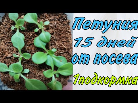 Видео: Рассаде петунии 15 дней от посева. Первая подкормка.