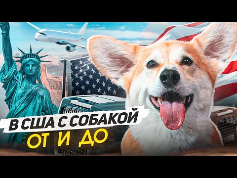 Видео: Перевоз животных в США в 2023: все расходы, сколько по времени и из каких шагов состоит процесс