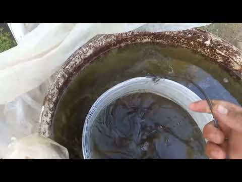 Видео: эм бактерия қалай қолданамыз Не үшін керек көріңіздер 4.06.2022