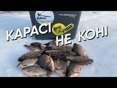 Видео: КЛЮВАЛИ КАРАСІ не КОНІ але ВІДРО )) ПОПАЛИ на СКАЖЕНИЙ КЛЬОВ КАРАСЯ🐟🐟🐟