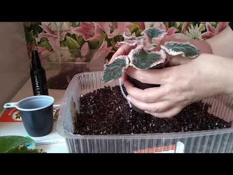 Видео: Фиалка из магазина, что с ней делать дальше. Или как я выхаживаю поражённые фиалки.