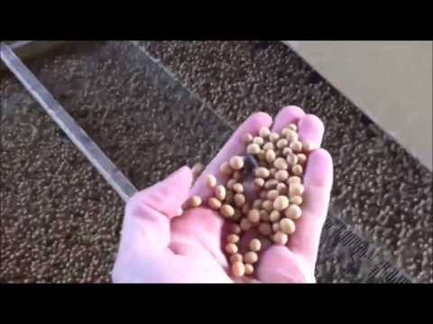 Видео: Очистка Сои на Линии Фадеева