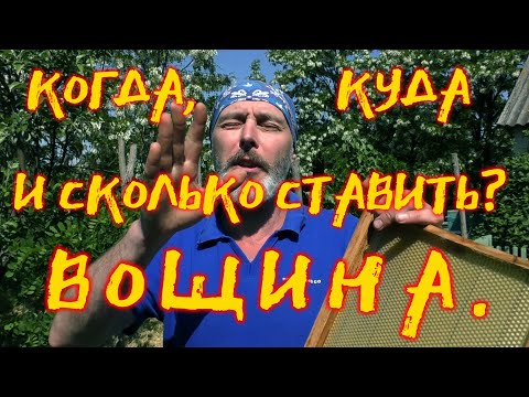 Видео: ВОЩИНА. КОГДА, КУДА И СКОЛЬКО СТАВИТЬ.