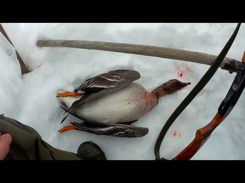 Видео: Гусиная охота на Таймыре