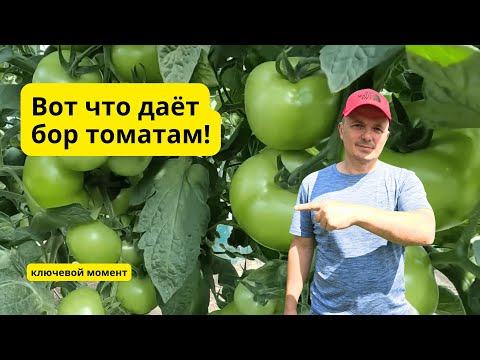 Видео: Спасаем томаты: 100% завязи с бором!