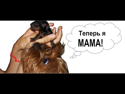 Видео: Как я впервые принимала роды у йорка. Что для этого нужно