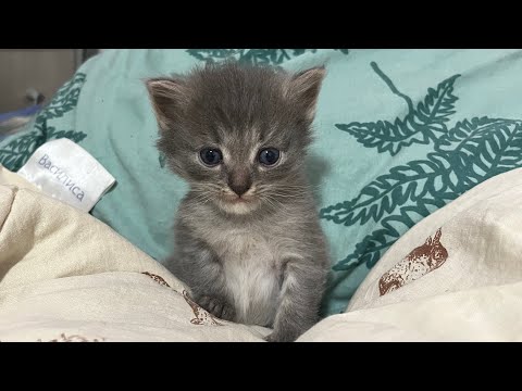 Видео: Немного котов , машины и купила байндер для распределений