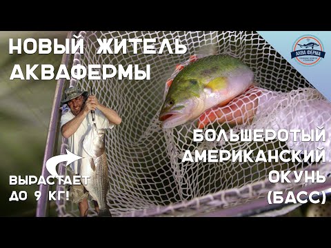 Видео: Большеротый Американский Окунь (Басс) - Новый объект аквакультуры