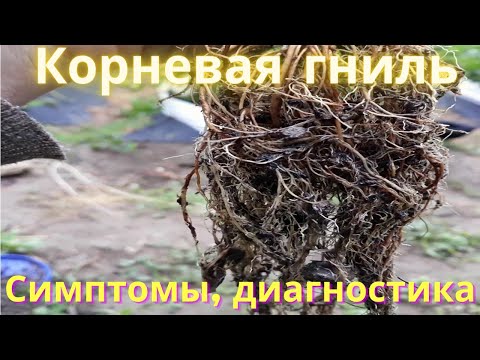 Видео: Корневая гниль на землянике садовой. Выкопал куст Альбиона.