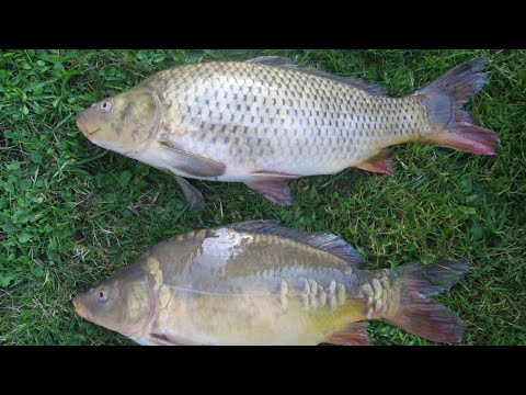 Видео: Молдова💥 Рыбалка в Хорештах! открыли новое место💥 Карп Карась 👍