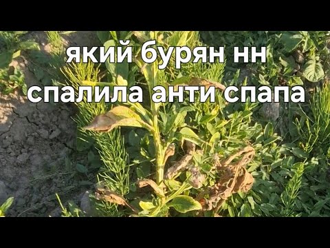 Видео: Результат роботи анти сапи 2025