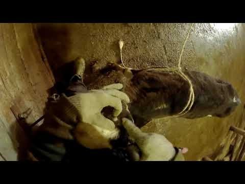 Видео: обезроживание телят электротермокаутером