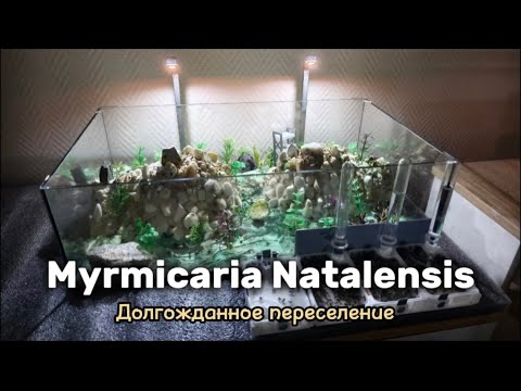 Видео: Myrmicaria Natalensis долгожданное переселение