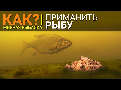 Видео: КАК ПРИМАНИТЬ РЫБУ? Эффективное и долгоиграющее приваживание рыбы.