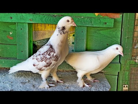 Видео: Племенная Класическая-старопородная Бакинская Птица на 2025 год Обзор Голоногих и Сапожкатых