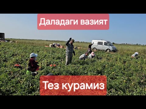 Видео: Волгоград поля хаёти.#xorazm #toshkent #namangan #qarshi #buxoro #musofir #rek #musofir