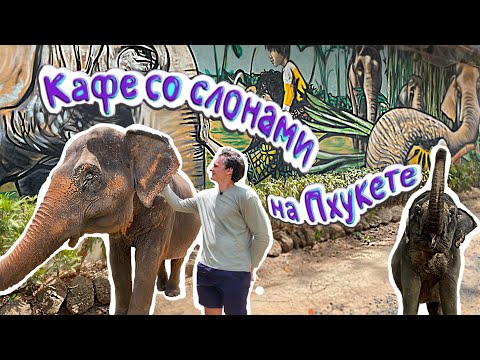 Видео: 4K: Заповедник-кафе со слонами на Пхукете -(Phuket Nature Elephant Reserve).