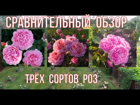 Видео: Сравнение трёх сортов роз. Принцесс Александра  Оф Кент, Леди Солсбери,Мэри Энн.