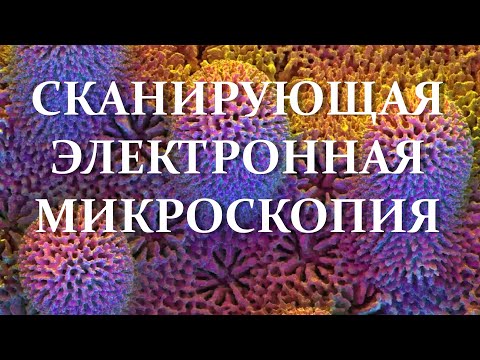 Видео: Что такое сканирующий электронный микроскоп (СЭМ) и для чего его используют? #нанотехнологии #СЭМ