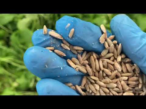 Видео: Посев озимой ржи