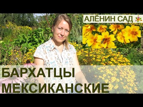 Видео: БАРХАТЦЫ МЕКСИКАНСКИЕ ИЛИ ТОНКОЛИСТНЫЕ выращивание из семян
