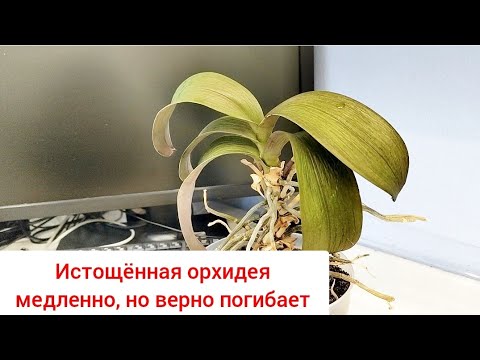 Видео: Орхидея ВЫЖИМАЕТ все соки из себя 🥺. Отдали обезвоженную,сухую,еле живую орхидею. Реанимация орхидеи