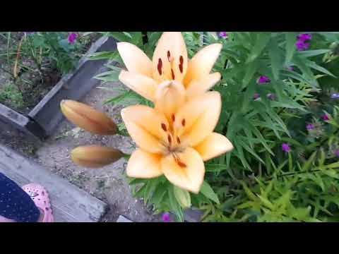 Видео: Лилии разные в моем саду.
