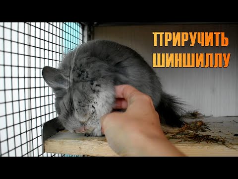 Видео: Как приручить шиншиллу к рукам