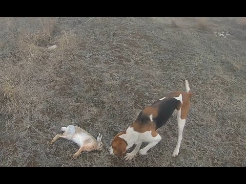 Видео: Новинка 2025г. Охота на зайца.