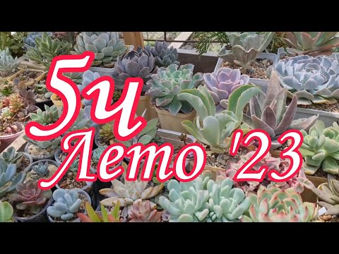 Видео: Коллекция суккулентов. Лето'23 (часть 5) #succulent