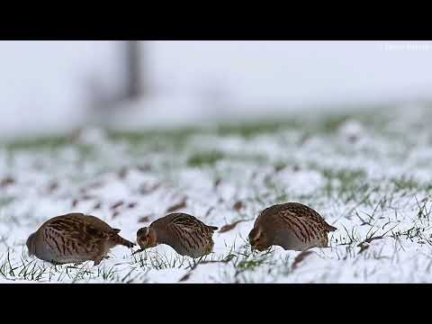 Видео: Птицы 45 видов птиц в одном видео и их голоса