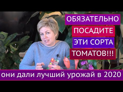 Видео: ЛУЧШИЕ СОРТА И ГИБРИДЫ ТОМАТОВ, КОТОРЫЕ Я СОВЕТУЮ ПОСАДИТЬ!!!