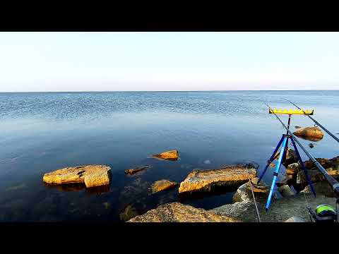 Видео: Ловля пеленгаса на прикормку (флэт, пружина). Рядом друг ловит на червя 18 07 2021
