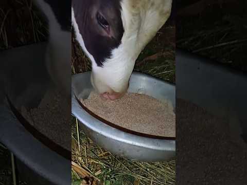 Видео: премікс Молкам 🤗