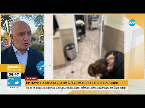 Видео: Питбули нахапаха до смърт домашно куче в Пловдив - Здравей, България (20.11.2023)