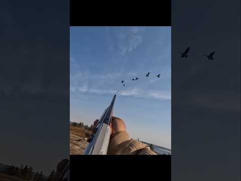 Видео: 🔥 Мощный выстрел по гусю! Охота, от которой захватывает дух! 🦆💥 #охотанагусей #birdhunting