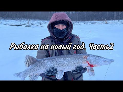 Видео: Рыбалка на новый год. Ловим щук на жерлицы. Бурейское водохранилище январь 2024. Часть 2.