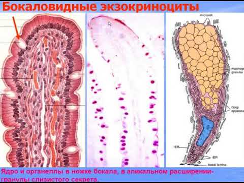 Видео: Пищеварительная система - 3. Видео лекция С.М.Зиматкин (21)