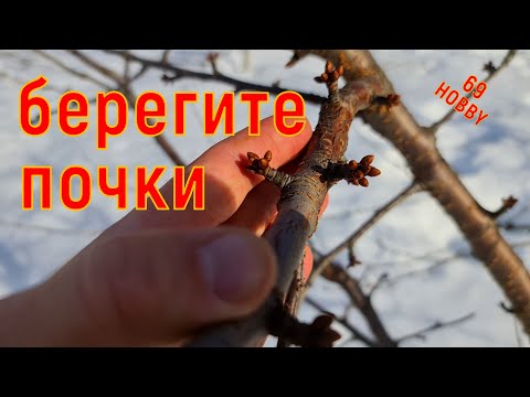 Видео: НЕ ПЕРЕПУТАЙТЕ! Как выглядят плодовые почки на разных деревьях в саду