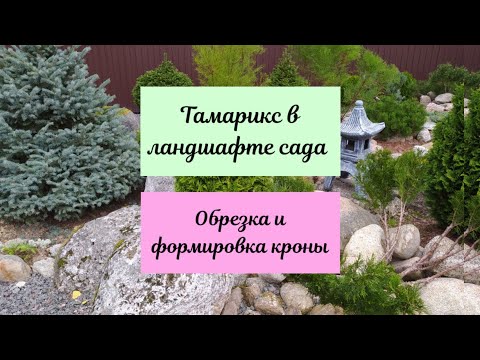 Видео: Тамарикс в ландшафте сада.Обрезка и формировка кроны.