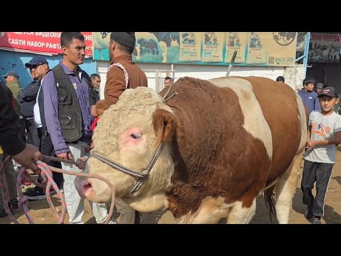 Видео: МОЛБОЗОРИ ХУЧАНД ХУДЖАНД  НАРХОИ АНИК октября 2025 г.molbozor 