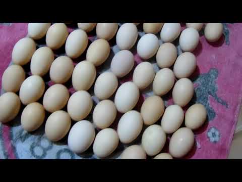 Видео: Совместная инкубация в инкубаторе"ОВО-78"/Моя ошибка при инкубации/Инкубация индюшат и цыплят...