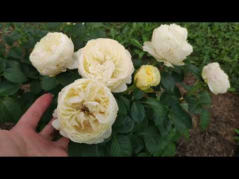 Видео: Розы "без купюр"... (ч.1) Цветение, развитие, впечатления...🌺🌺🌺