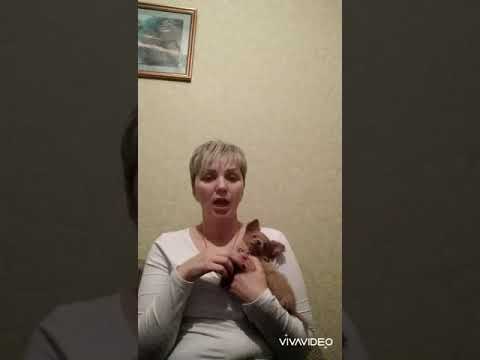 Видео: Трудности при адаптации чихуахуа в новом доме.