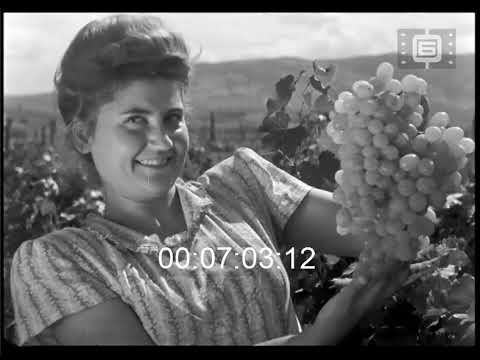 Видео: Седмичен кинопреглед 415 / Weekly Newsreel 415 (1952)