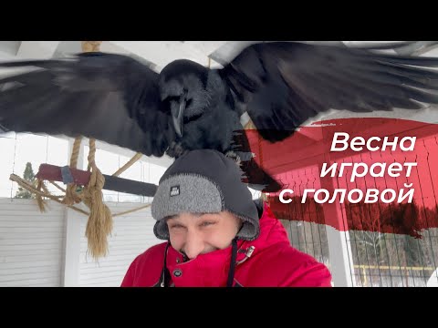 Видео: Распаковка посылки / Реакция Гоши на окарину / Поведение ворона весной.