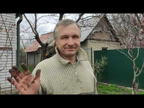 Видео: Посадка рододендронов.